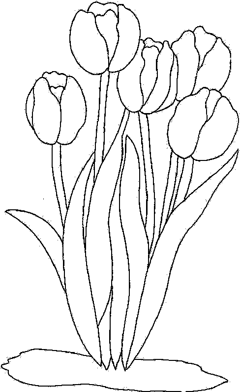 coloriage tulipe 21
