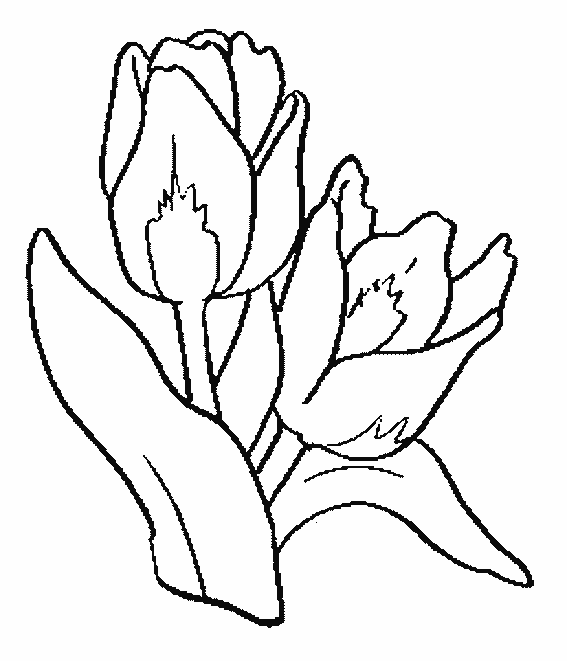 coloriage tulipe 22