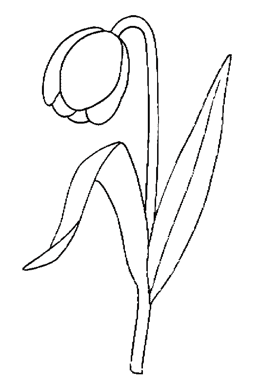 coloriage tulipe 24