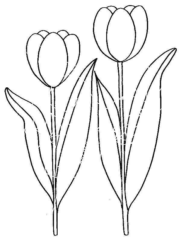coloriage tulipe 25
