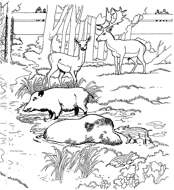 coloriage les animaux du zoo 20