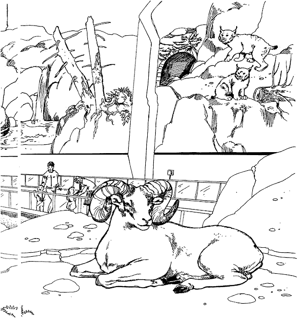 coloriage les animaux du zoo 21