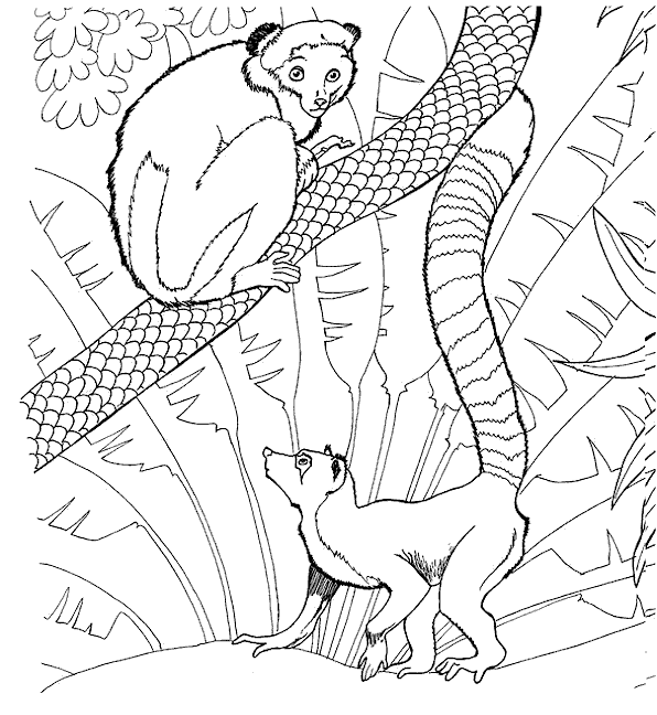 coloriage les animaux du zoo 24